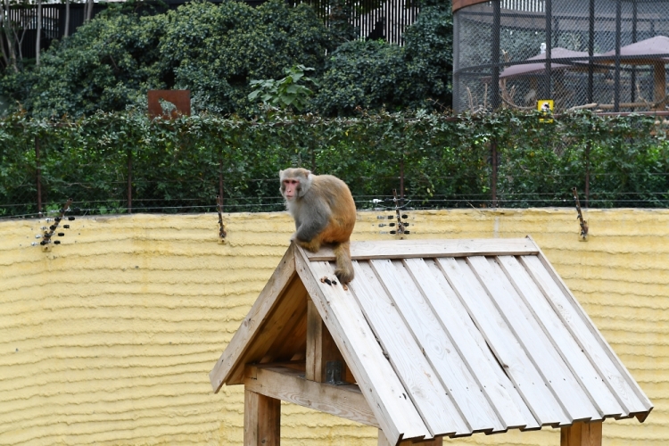 Bakı Zooloji Parkının yenidənqurmadan sonra açılışı olub -