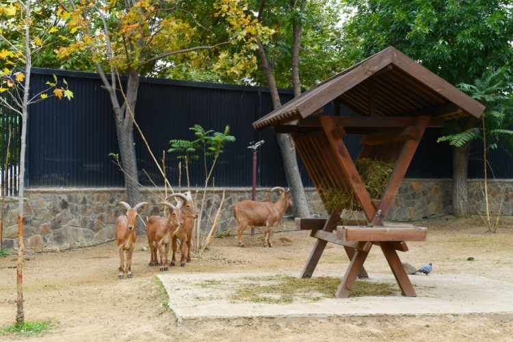 Bakı Zooloji Parkının yenidənqurmadan sonra açılışı olub -