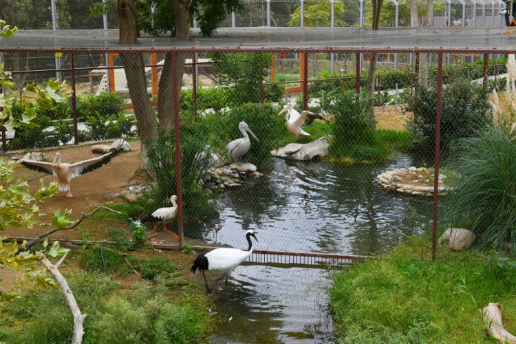 Bakı Zooloji Parkının yenidənqurmadan sonra açılışı olub -