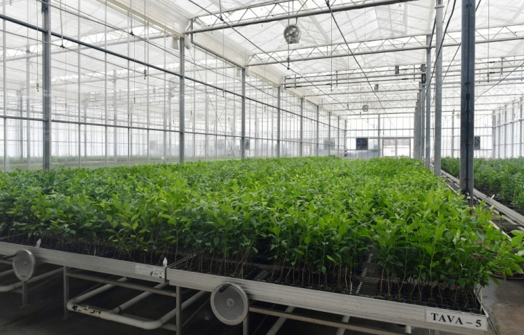 Prezident “Grand-Agro İnvitro” MMC-nin müəssisəsi ilə tanış olub