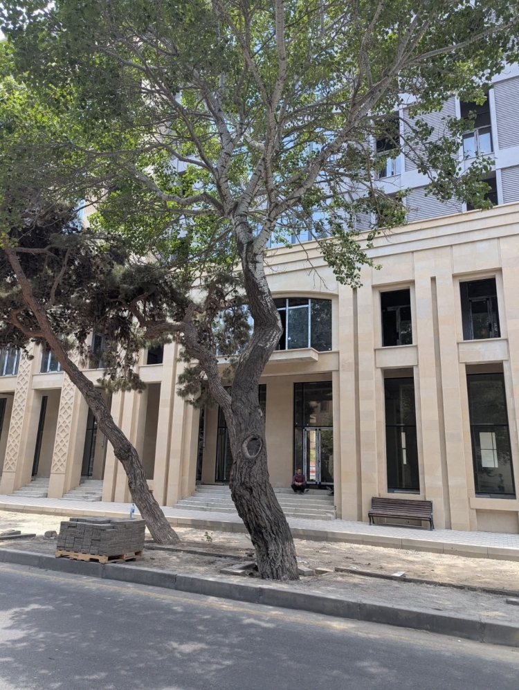 Gecə ilə səkini tutub, ağacların dibini asfaltlayaraq parkinq etdilər -