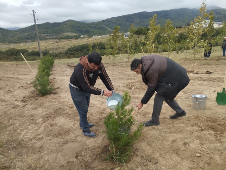 Xocalıda ağacəkmə aksiyası keçirilib -