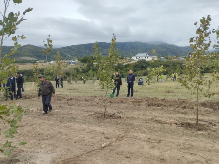 Xocalıda ağacəkmə aksiyası keçirilib -